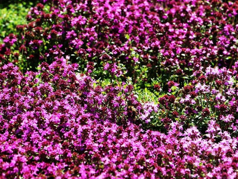 Seeds Of Strength Creeping Thyme flowers in pink white or purple in bloom