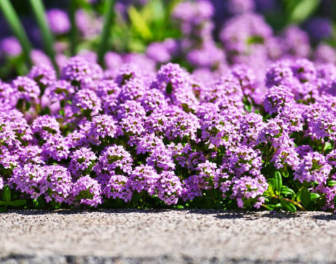 Seeds Of Strength Creeping Thyme thrives in full sun with well-drained soil and low water