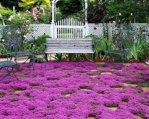 Seeds Of Strength Creeping Thyme planting a sunlit garden bed for ground cover