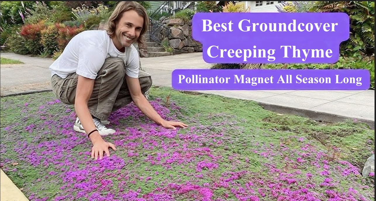 Seeds Of Strength creeping thyme groundcover forms a dense mat for erosion control.