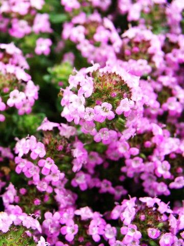 Seeds Of Strength Creeping Thyme thriving in hardy zone 4 garden bed