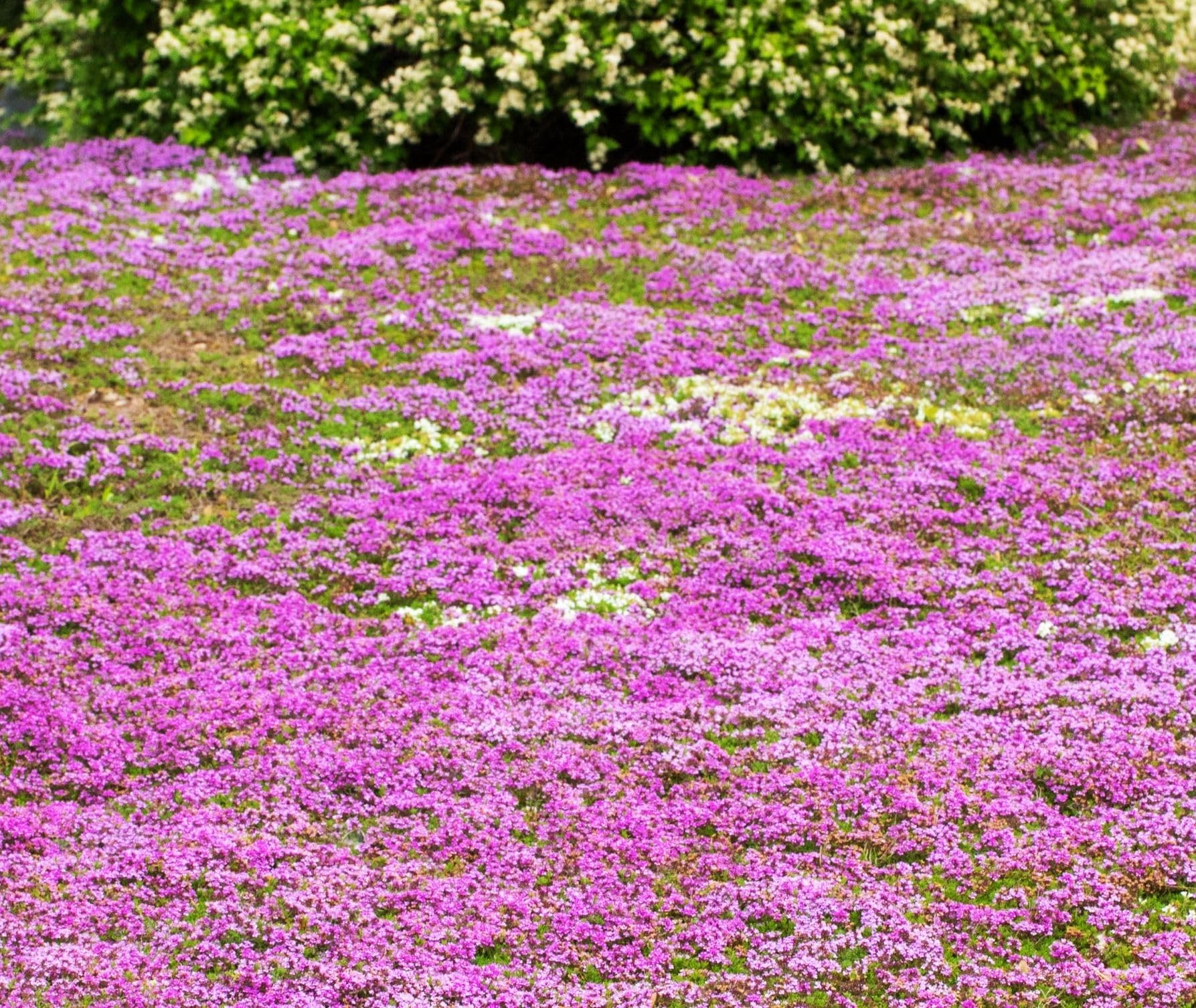 Seeds Of Strength creeping thyme flowers attract pollinators.