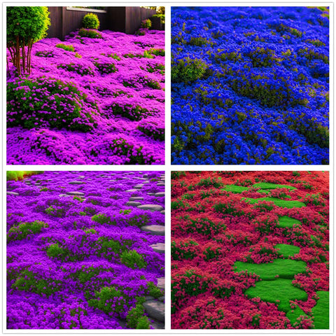 Seeds Of Strength Creeping Thyme seed close-up for dense, low growing ground cover