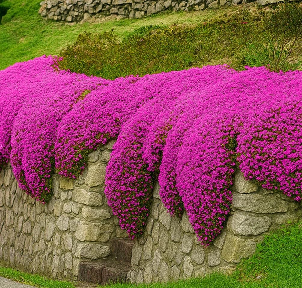 Seeds Of Strength creeping thyme seeds form vibrant purple-pink groundcover for low-maintenance landscaping.