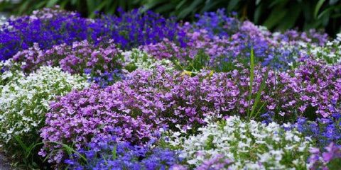 Seeds Of Strength Creeping Thyme soil prep image highlights a well-drained planting base.