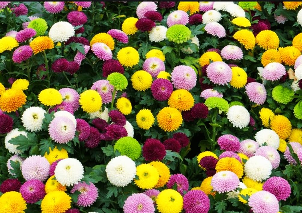 Seeds Of Strength cut flowers offer long vase life for autumn arrangements.