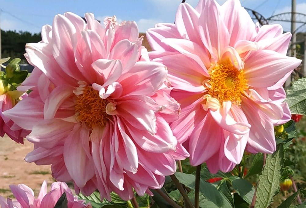 Seeds Of Strength dahlia pompon bulb forming signals future garden bulbs