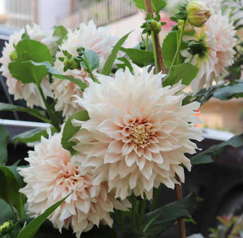Seeds Of Strength dahlia pompon closeup bloom with double petals