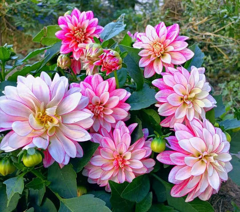 Seeds Of Strength dahlia pompon garden bed planting for colorful borders