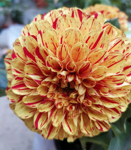 Seeds Of Strength dahlia pompon hardening off before outdoor planting