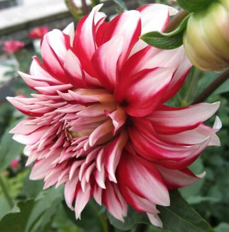 Seeds Of Strength dahlia pompon seed soaking option to boost germination