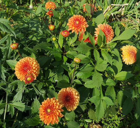 Seeds Of Strength dahlia pompon seedlings in pot for early indoor growth