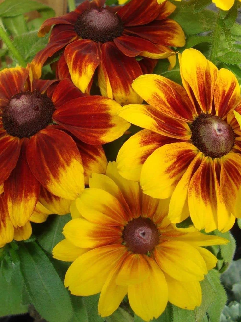 Seeds Of Strength direct sow after frost for easy garden integration.