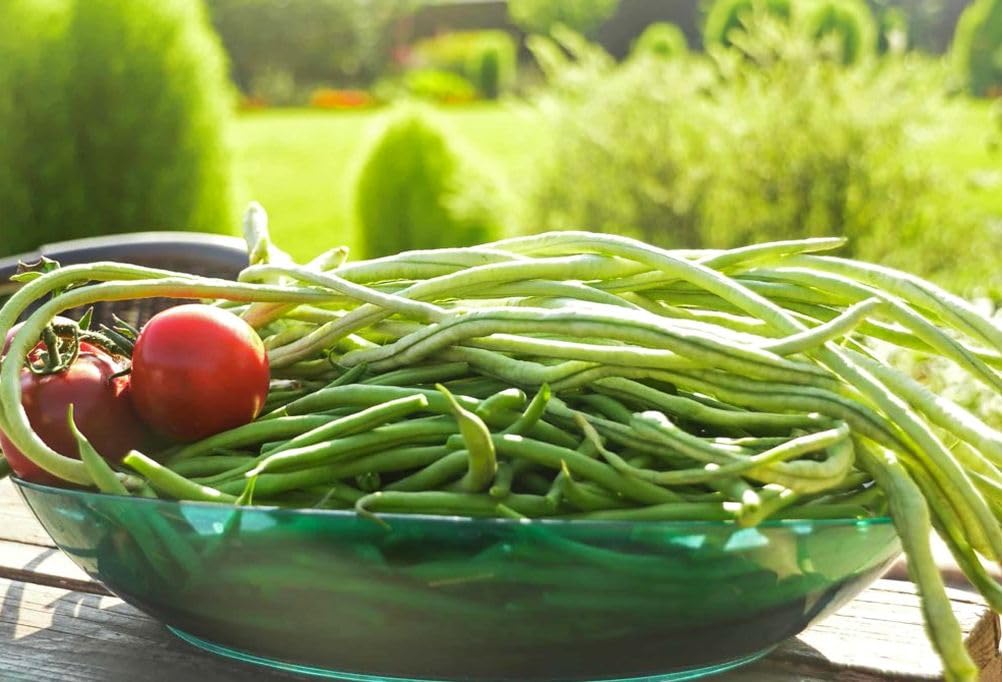 Beginner-friendly direct sowing guide for Seeds Of Strength bean cultivation.