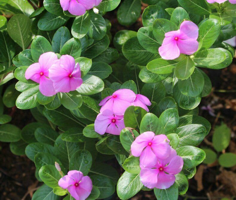 Seeds Of Strength Dwarf vinca seeds ideal for balcony planters and hanging baskets.