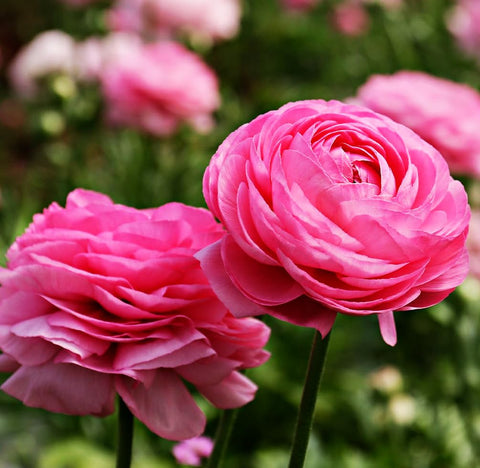 Seeds Of Strength easy-plant bulbs provide reliable blooms with minimal starting effort.
