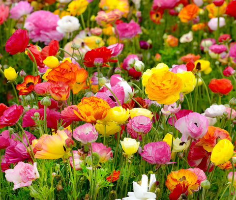 Seeds Of Strength easy planting bulbs ready for quick setup