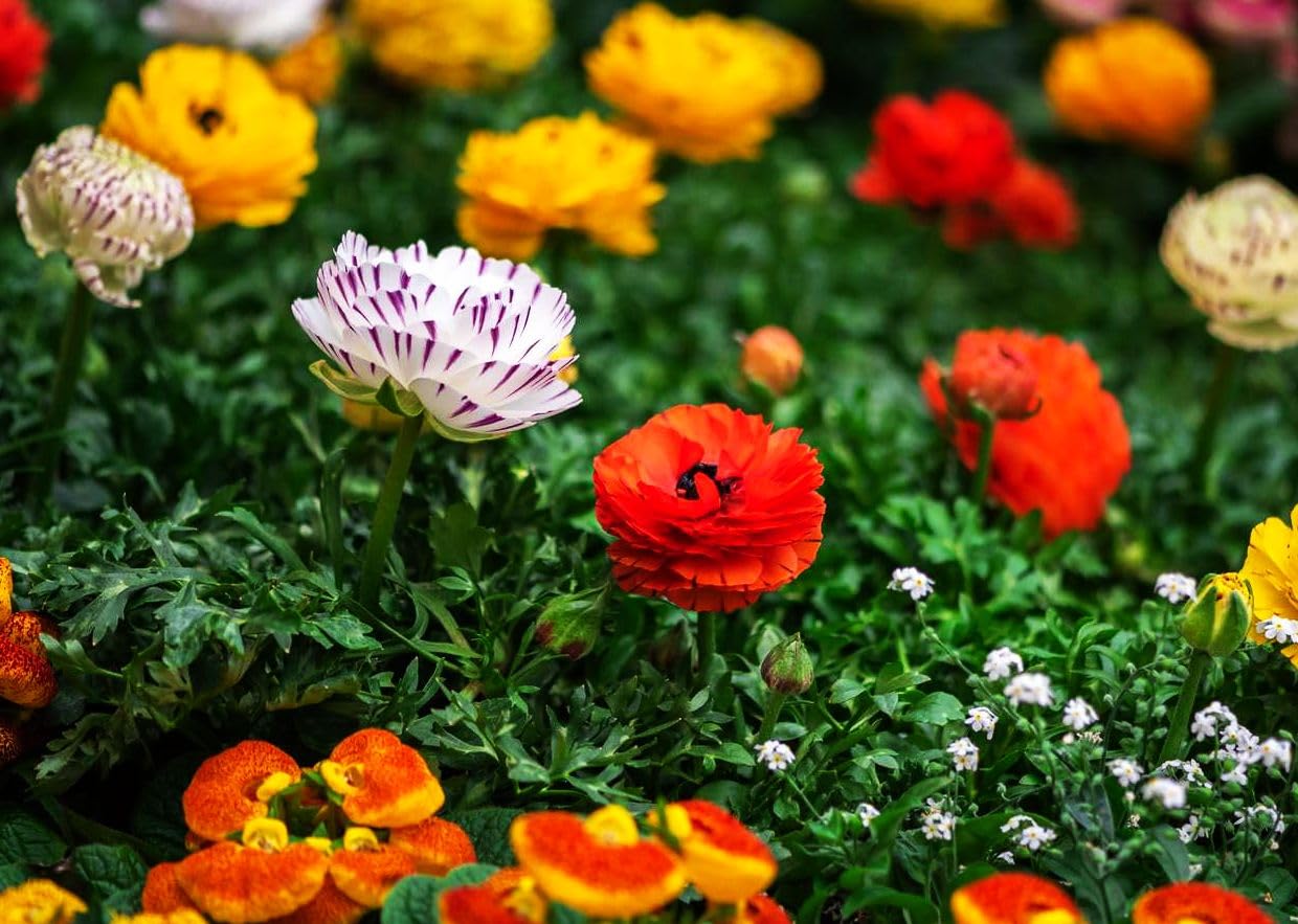 Seeds Of Strength easy-to-plant ranunculus bulbs for beginner-friendly gardening.