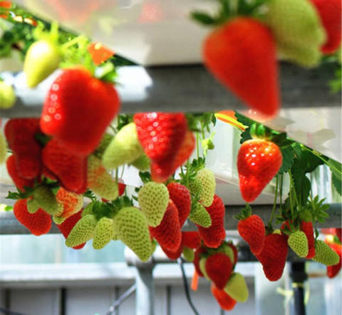 Seeds Of Strength everbearing fruit in your yard for a seasonal treat