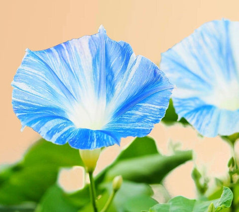 Seeds Of Strength fast-growing vine delivers lush greenery and rapid coverage.