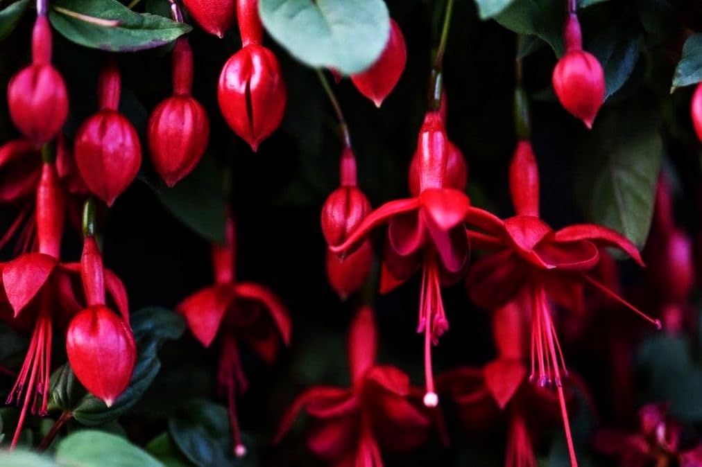 Seeds Of Strength flowering fuchsia bloom adds vibrant color to gardens