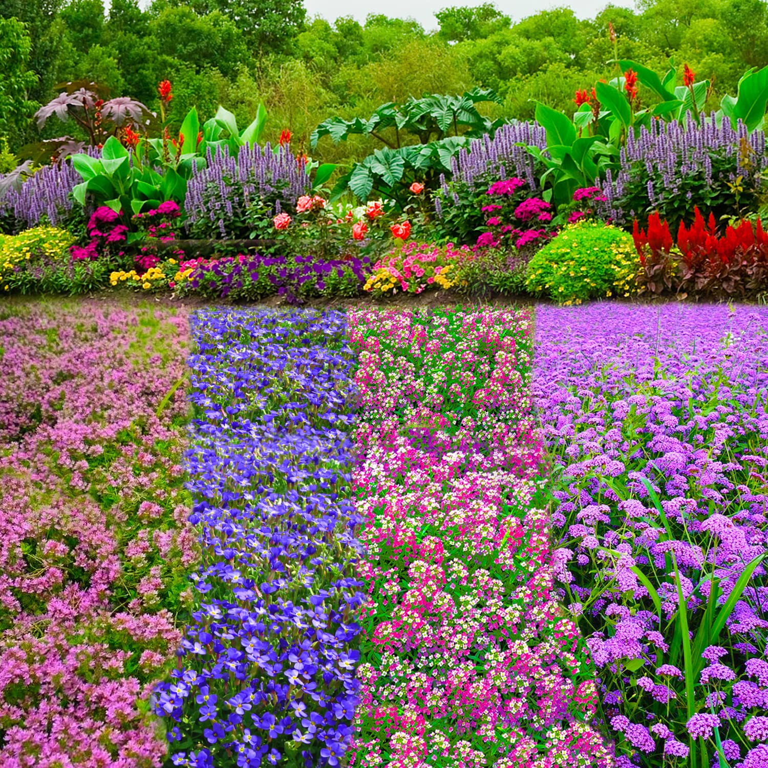 Seeds Of Strength four varieties pack idea for varied color and texture