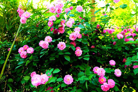 Seeds Of Strength fragrant butterfly flowers promote pollinator-friendly garden spaces.