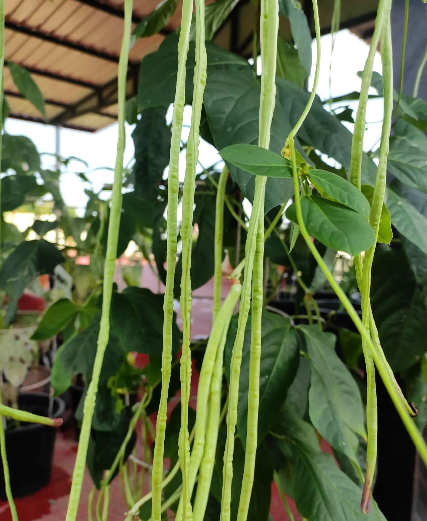 Seeds Of Strength fresh green long beans harvested at twelve to eighteen inches