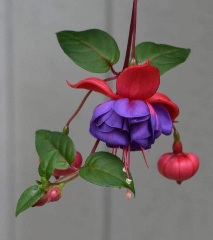 Seeds Of Strength fuchsia blooming in warm gardens adds color and charm.