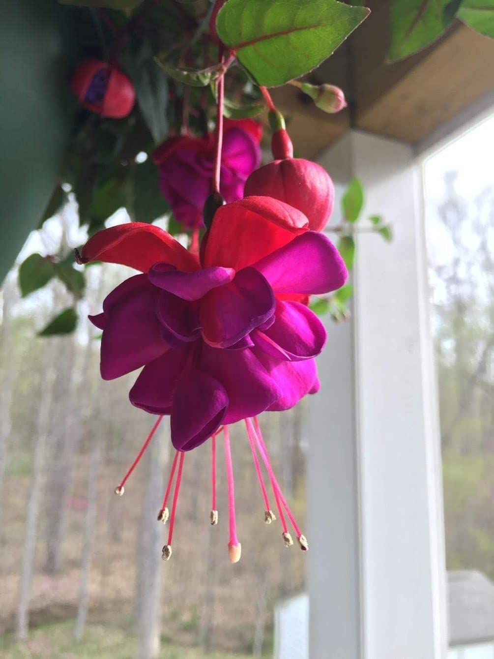 Seeds Of Strength indoor seed-start guidance for healthy young fuchsia plants.