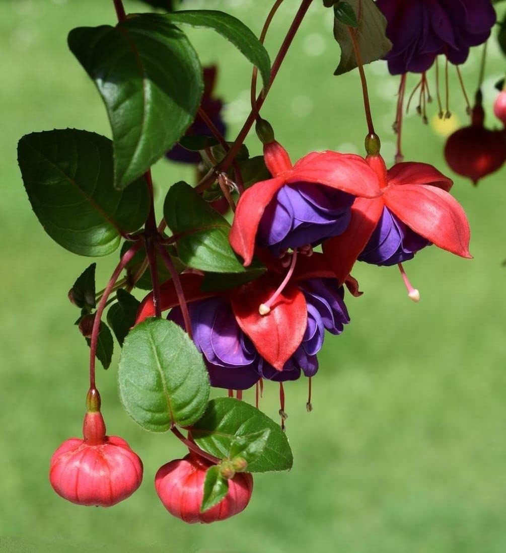 Seeds Of Strength sandy soil friendly fuchsia seeds for easy planting.