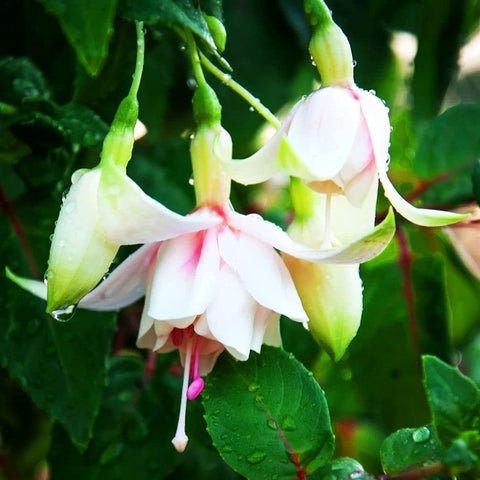 Seeds Of Strength fuchsia seedling growth for vibrant patio containers.