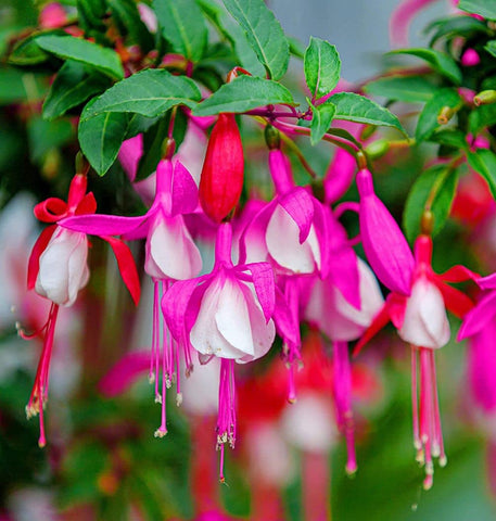 Seeds Of Strength fuchsia seeds early sprouting to brighten indoor seedling projects.