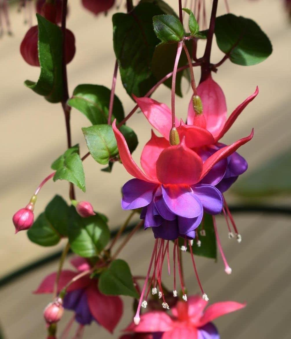 Seeds Of Strength multi-color fuchsia flowers enhance garden borders beautifully.
