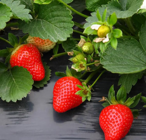 Seeds Of Strength garden bed ready easy to grow strawberries for fresh picks