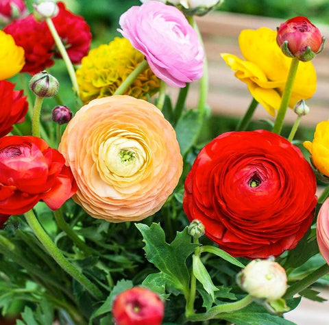 Seeds Of Strength garden-border bulbs in mixed colors for seasonal color.