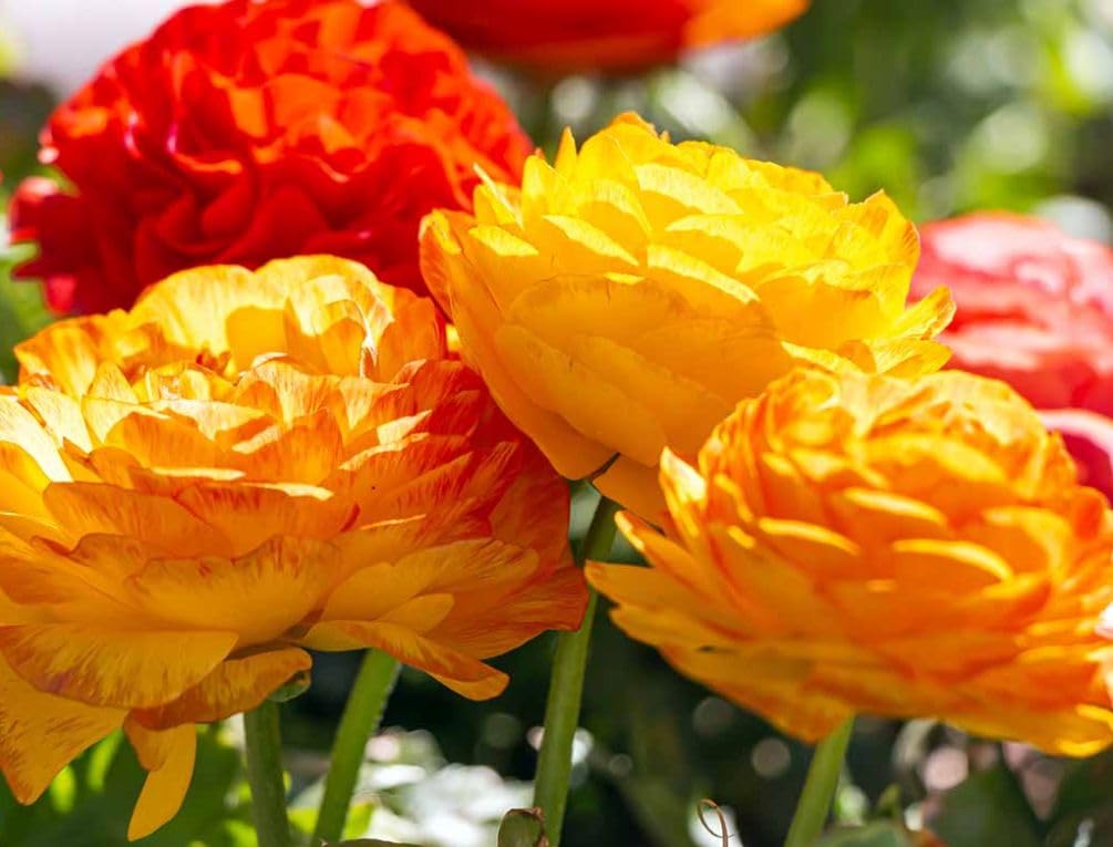 Seeds Of Strength garden border color display with bright ranunculus blooms
