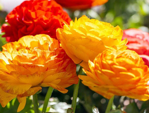 Seeds Of Strength garden border color display with bright ranunculus blooms