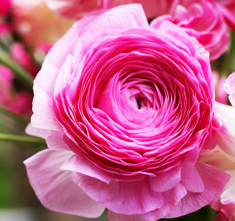 Seeds Of Strength garden containers ready bulbs deliver quick color in pots or window boxes.