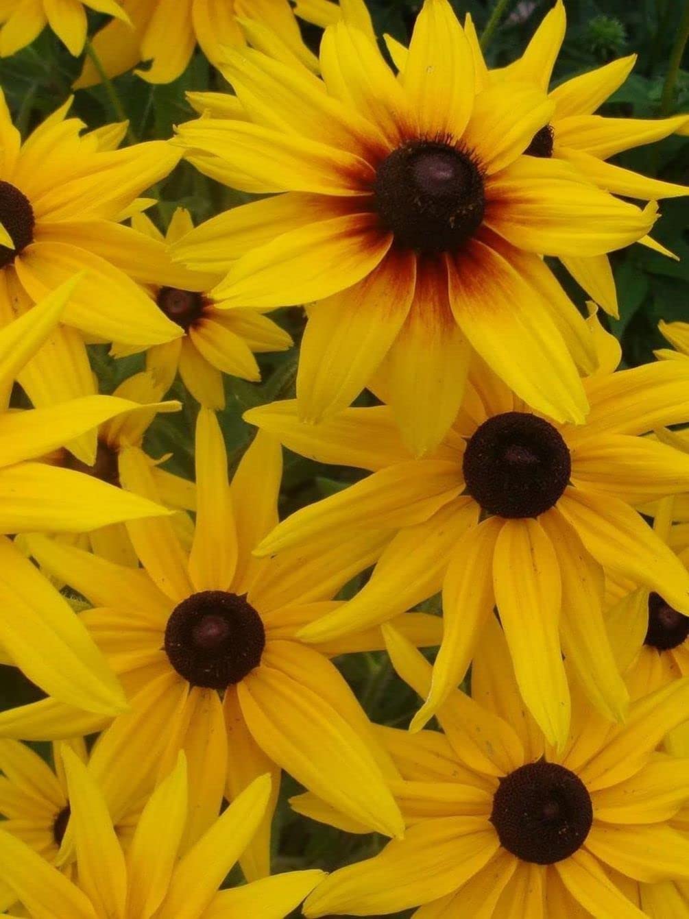 Seeds Of Strength garden decor featuring Black-Eyed Susan blooms to brighten borders.