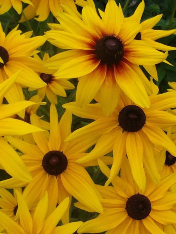 Seeds Of Strength garden decor featuring Black-Eyed Susan blooms to brighten borders.