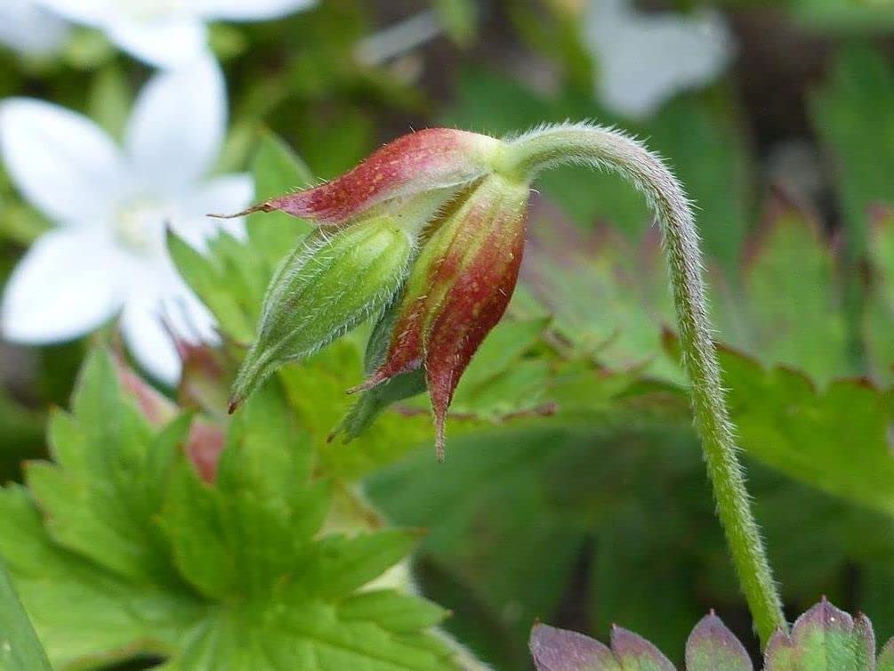 Geranium mix germination sprouts indicate reliable growth potential.