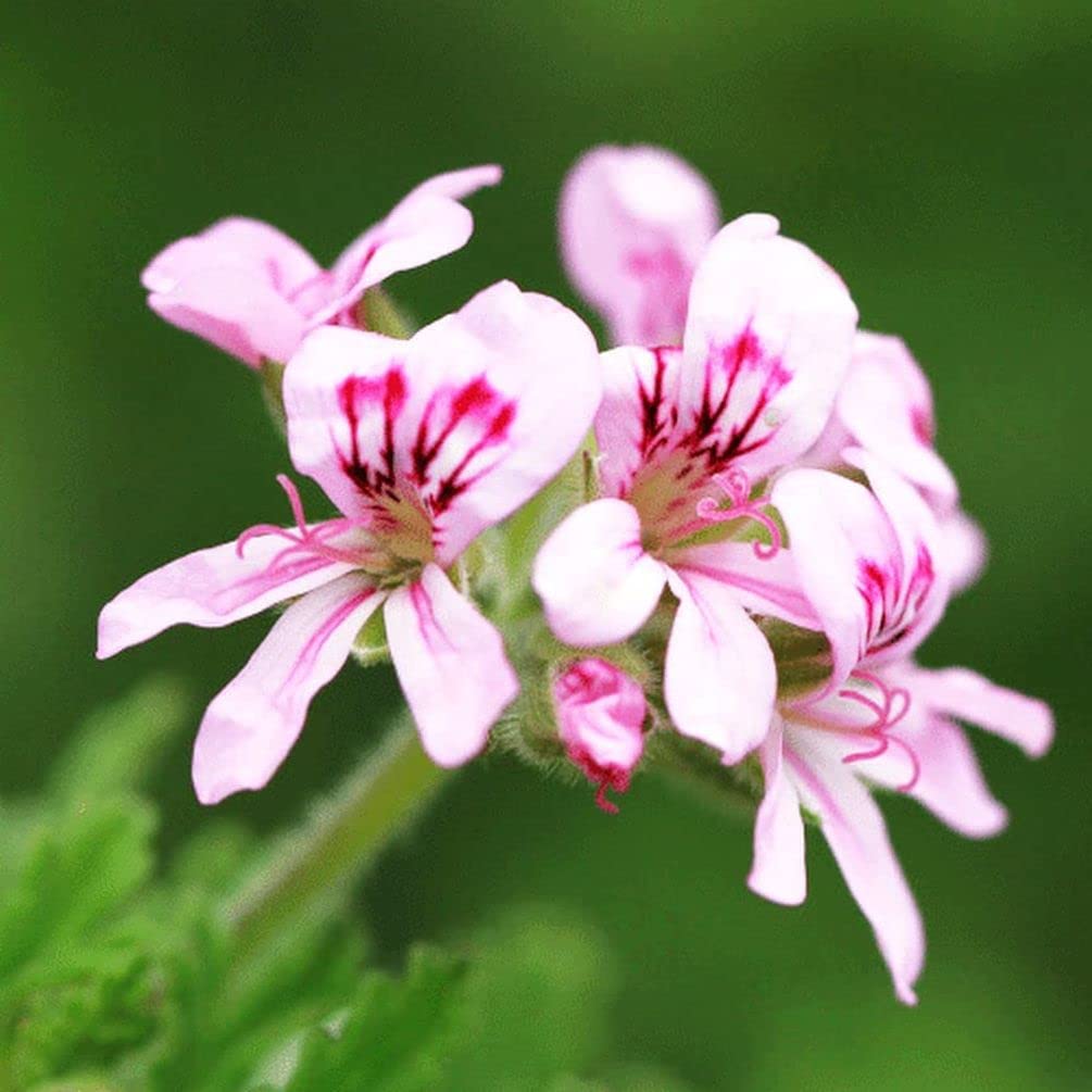 Geranium mix green shoots show strong roots and bushy growth.