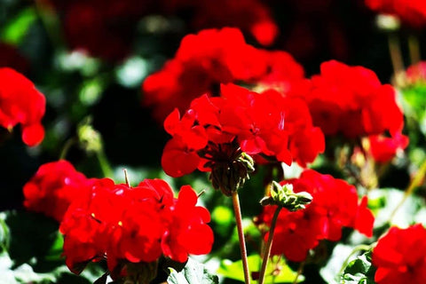 Ivy-like foliage with cascading blooms on geranium mix for hanging planters.