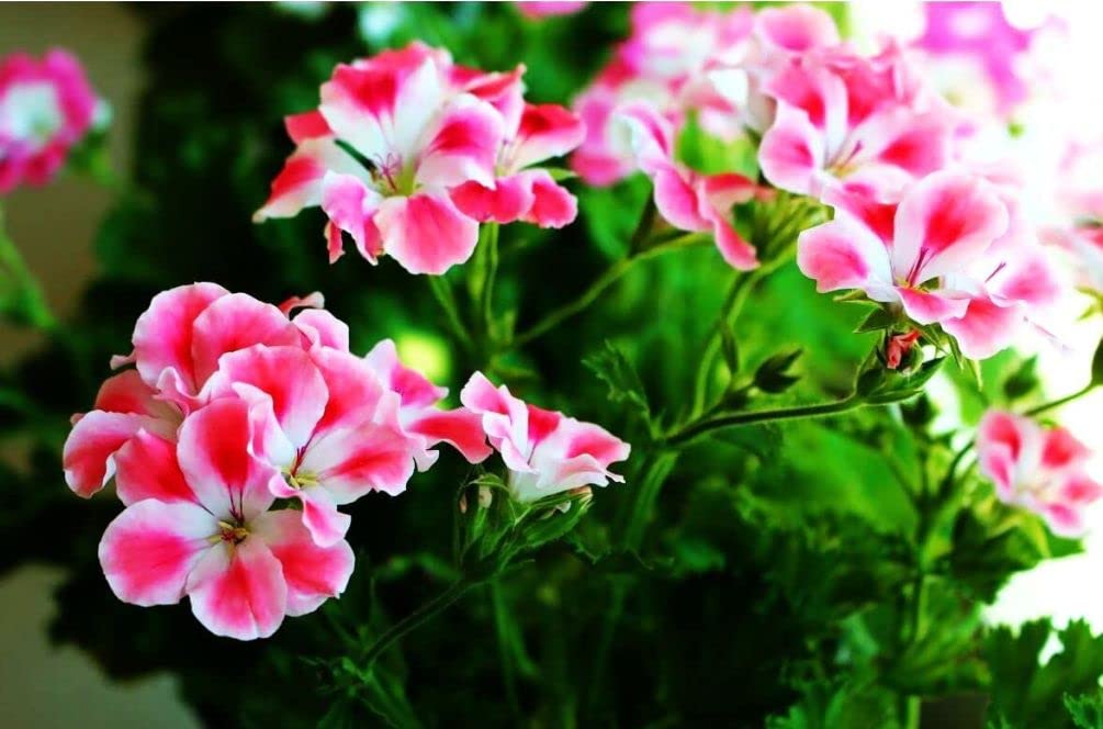 Healthy geranium plant in a pot ready for balcony or window box.