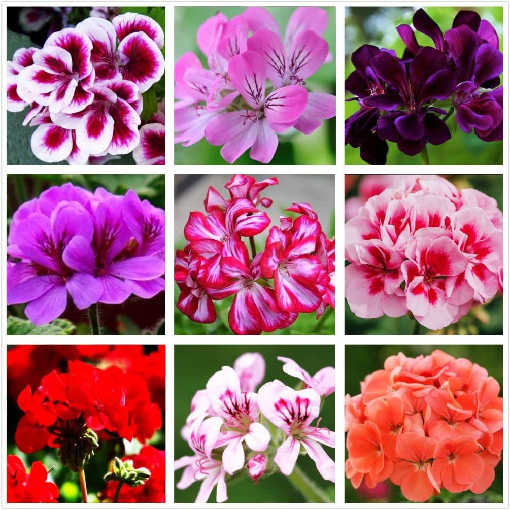Seeds Of Strength geranium mix seeds pack for vibrant outdoor color.