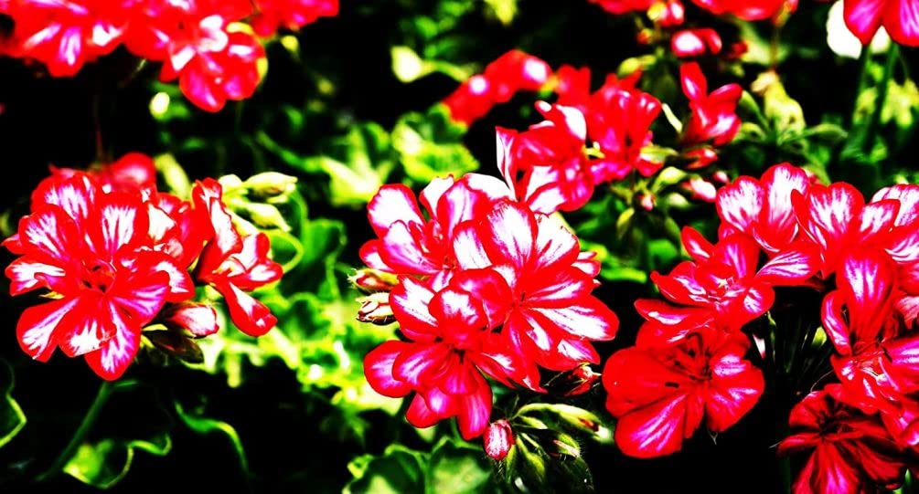 Window box display with Seeds Of Strength geraniums in bloom.