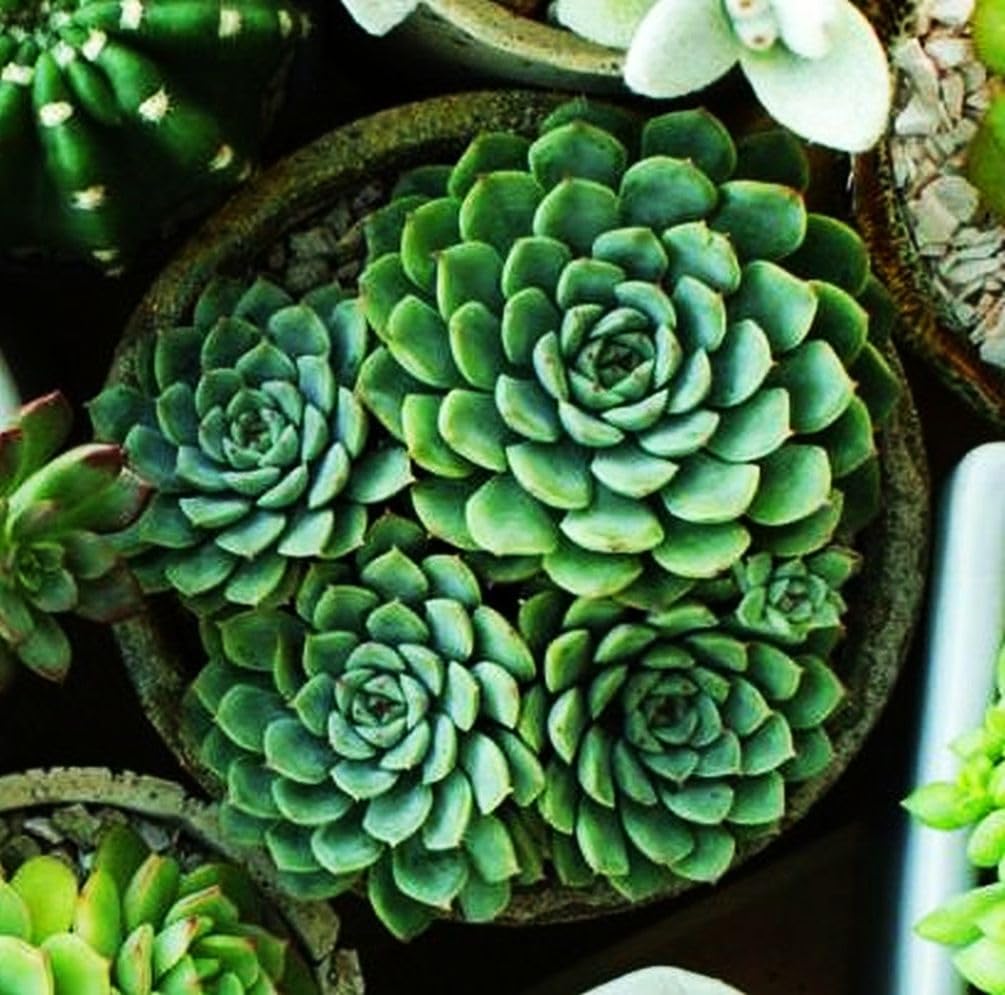 Clear germination guidance from Seeds Of Strength to help seedlings emerge with ease