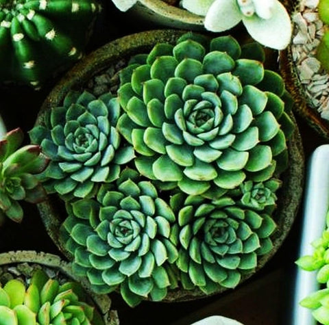Clear germination guidance from Seeds Of Strength to help seedlings emerge with ease
