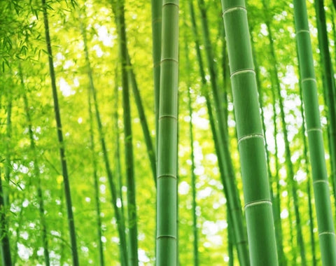 Seeds Of Strength giant bamboo culms add dramatic vertical interest to landscapes.